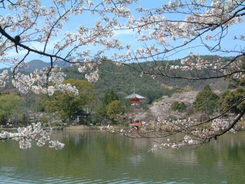 大覚寺・大沢池と桜（1）