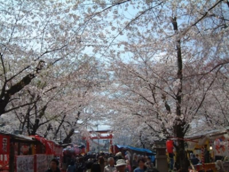平野神社の桜（1）