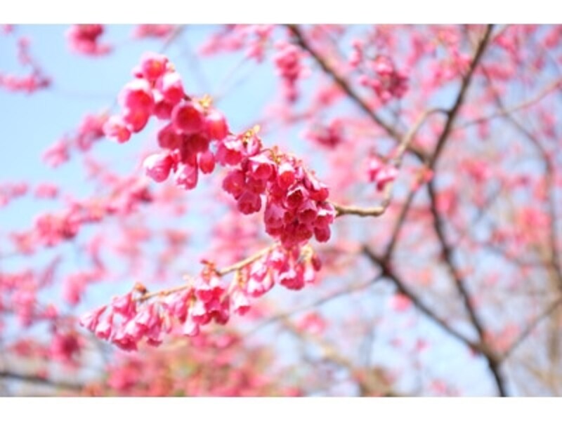 Finepix X100 実写画像4