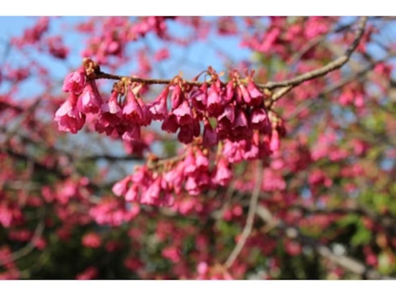 EOS Kiss X5 実写画像2