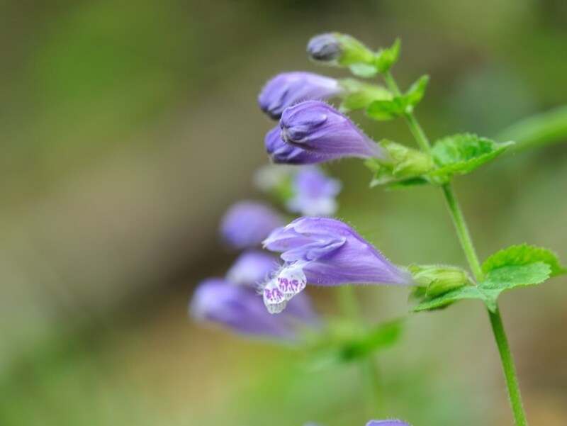 ラショウモンカヅラ