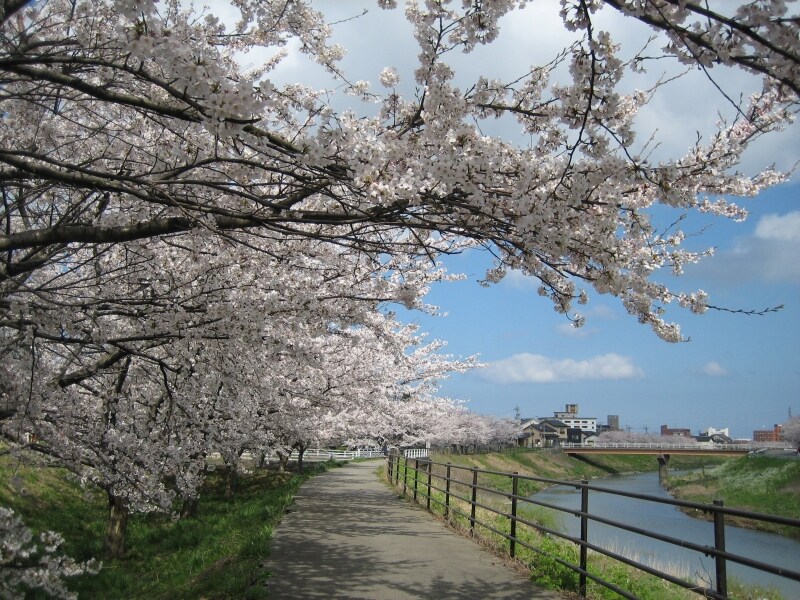 森本川の桜並木