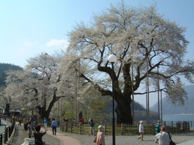 荘川桜（1）