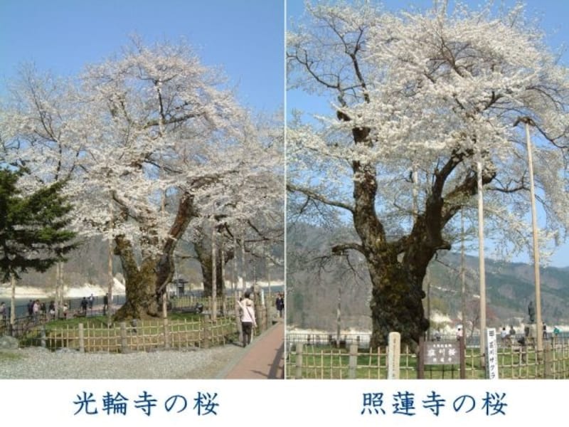荘川桜（3）