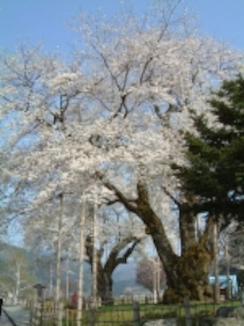 荘川桜（2）
