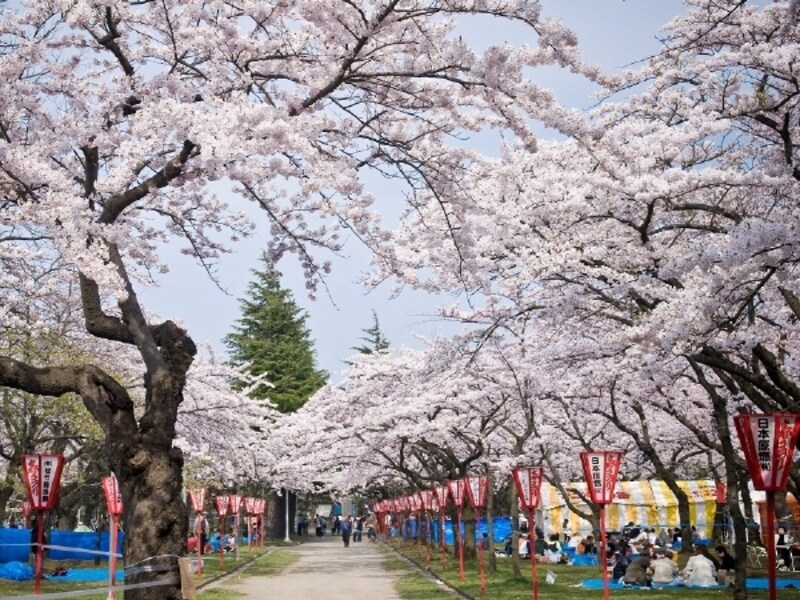 合浦公園の桜