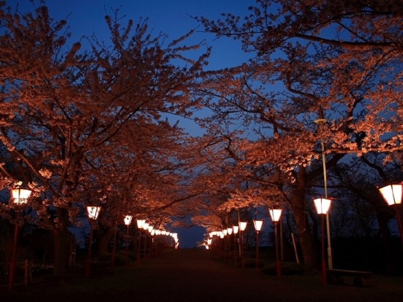 早掛沼公園の桜