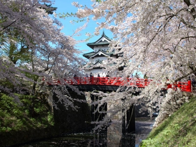 弘前城と桜