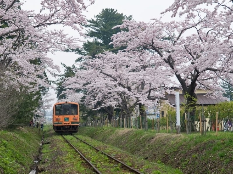 芦野公園駅の桜のトンネル