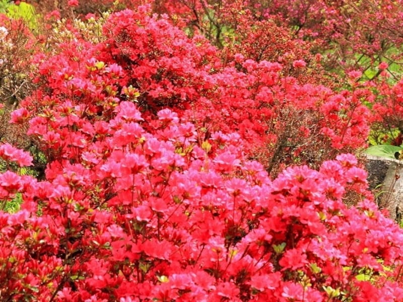 大鰐茶臼山公園のつつじ