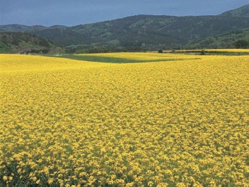 横浜町の菜の花畑