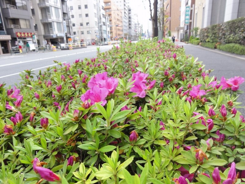 四谷三丁目の交差点から信濃町に向かう外苑東通り