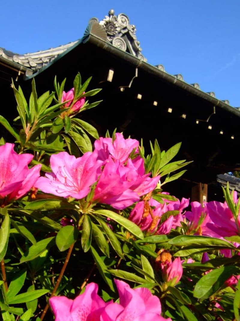 2011年の文京つつじ祭りは4/9～5/5まで