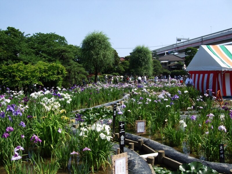 江戸菖蒲200種6000株を鑑賞できる