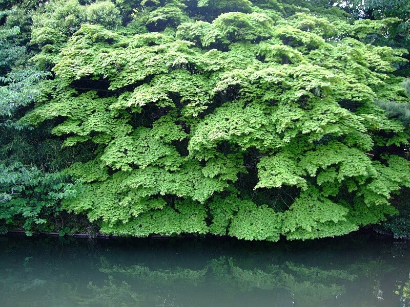 池の水に映る姿の美しい