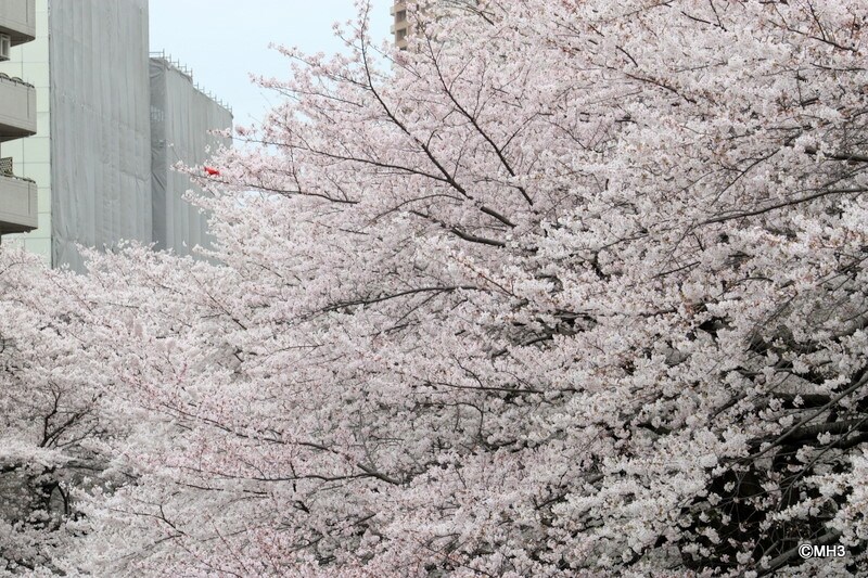 「桜プレイス」幕がかかった所（左奥）が現地