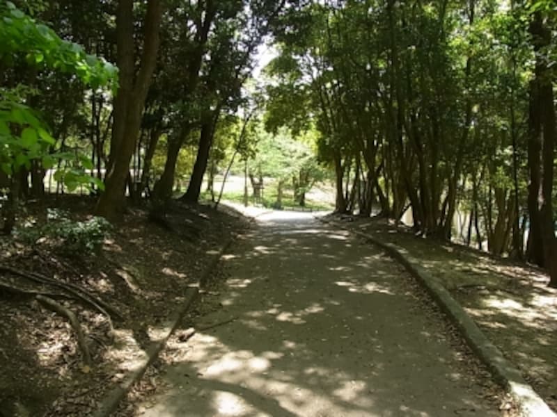 緑深い小道＠明石公園
