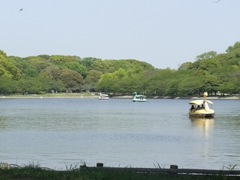 明石公園の中には池もある