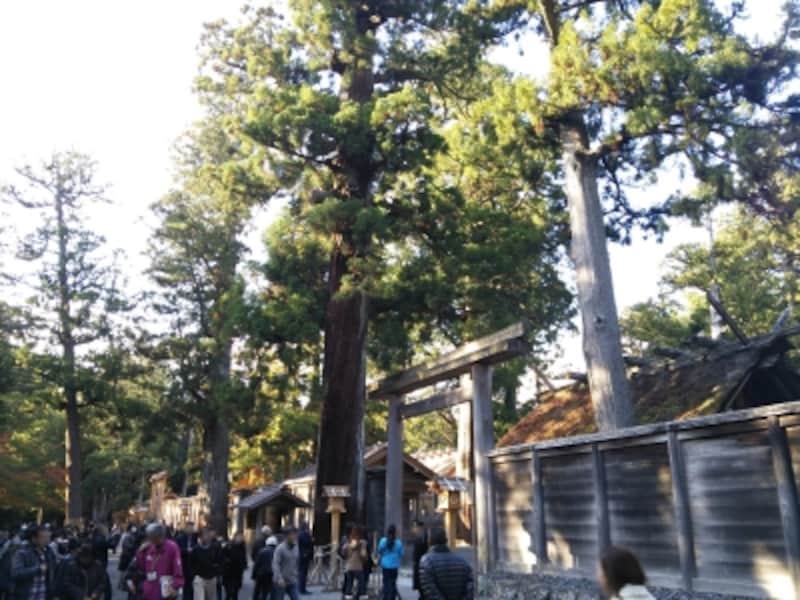 伊勢神宮・外宮(5)/式年遷宮直後、新旧の建物が並ぶ正宮
