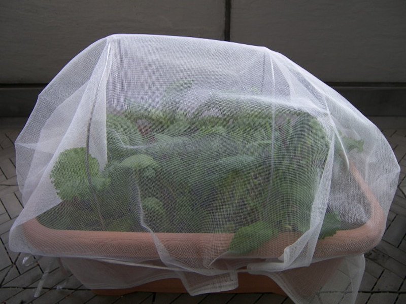 レタス栽培中の虫除け方法