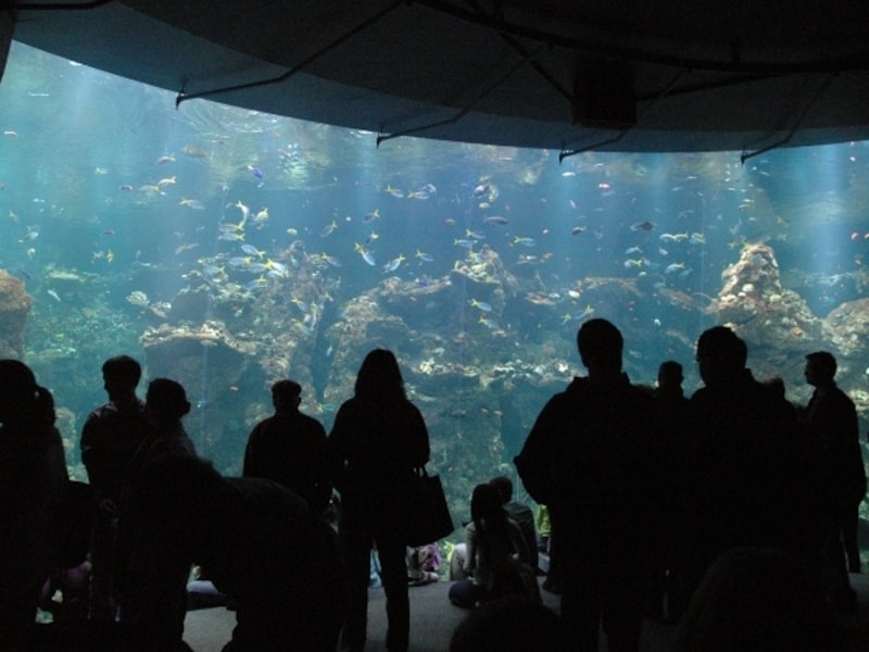海の生物に直接触ることのできるコーナーもある