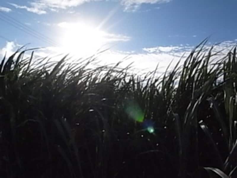 風になびくサトウキビ