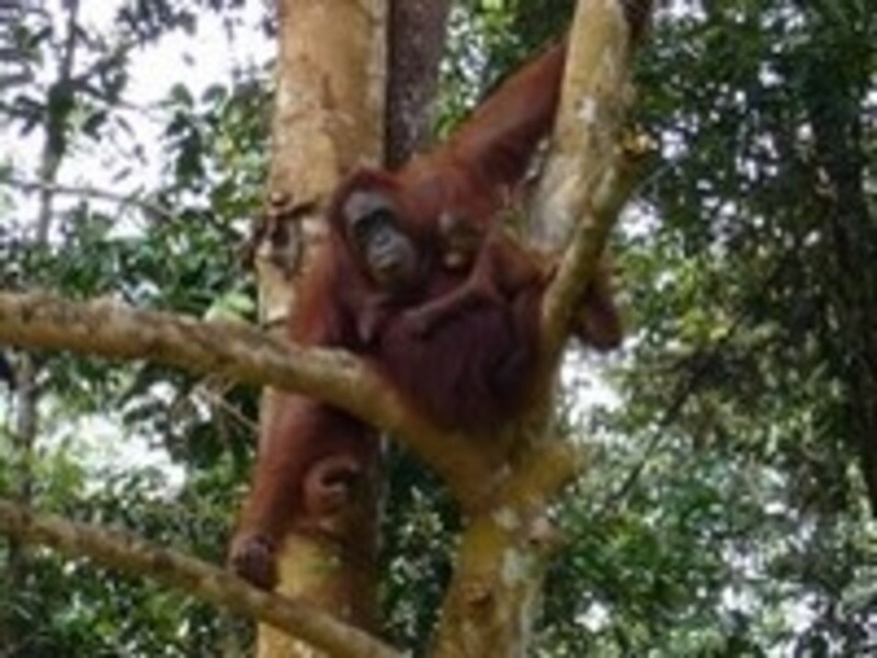 セメンゴ・ワイルドライフ・リハビリセンター