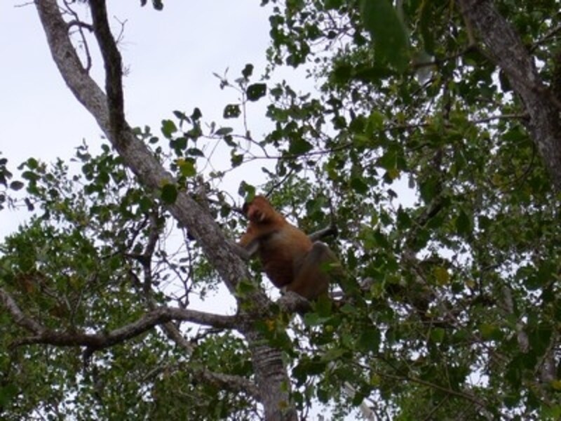 バコ国立公園、テングザル