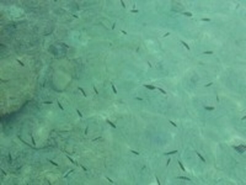 レダン島、熱帯魚
