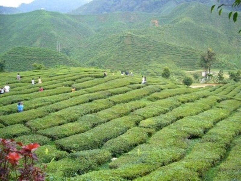 ボーティー農園