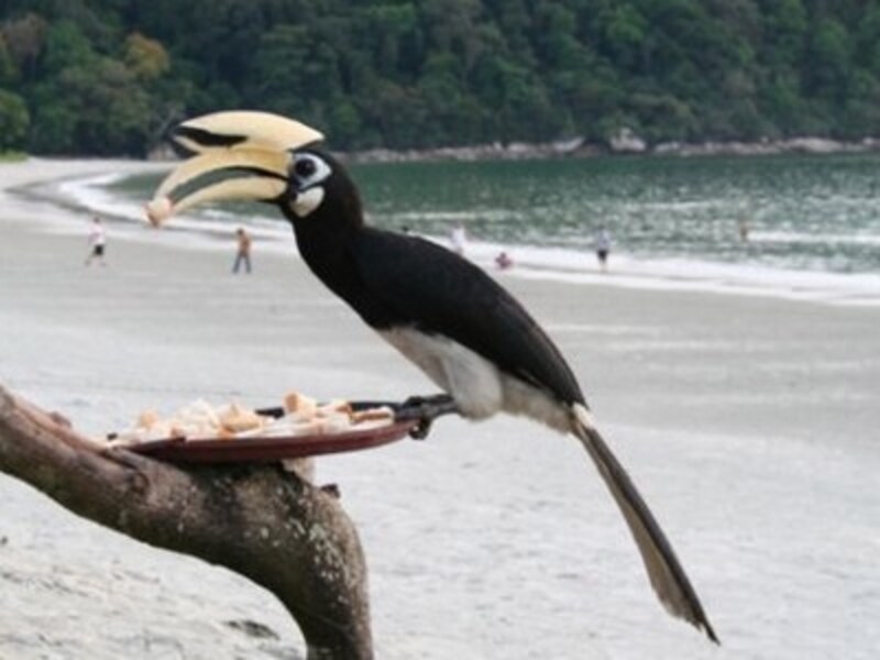 パンコール・アイランド・ビーチ・リゾート、サイチョウ