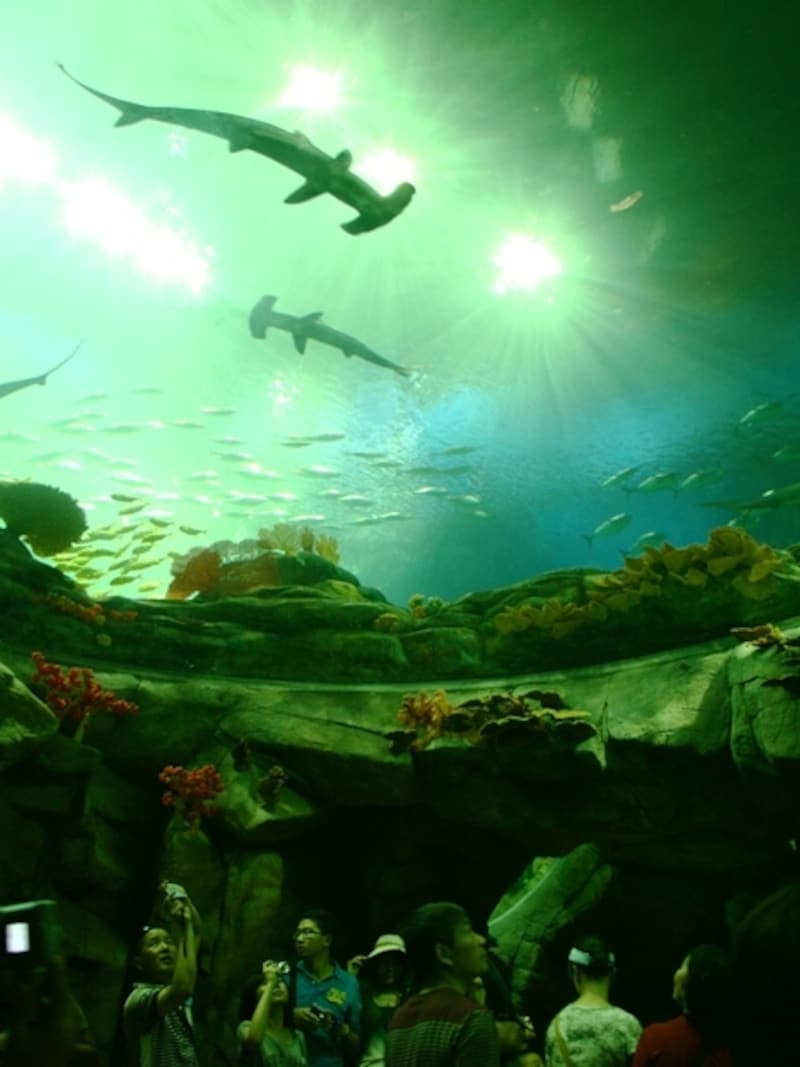 水槽がドーム型の観覧エリア