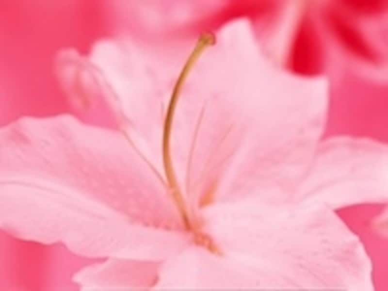 幸せや優しさをイメージさせるピンクは、閉塞感のある時代において求められる色