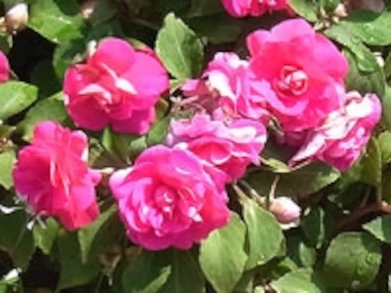 インパチェンス