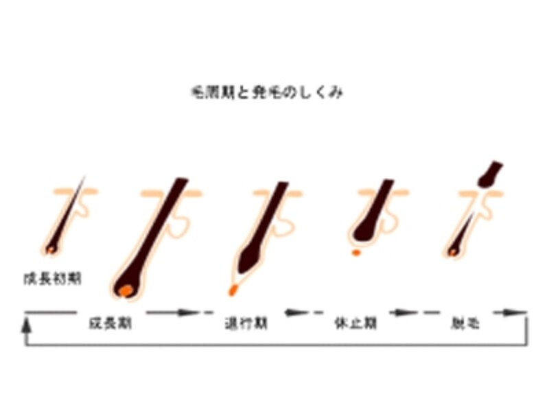 まつげの毛周期・イラスト