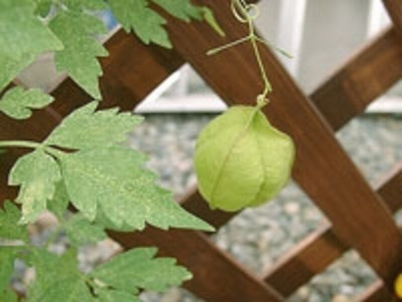 フウセンカズラ