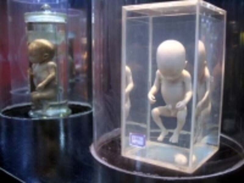 北京自然博物館