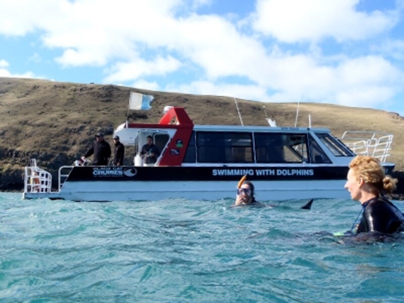 野生のイルカと泳ぐスイム・ウイズ・ドルフィン