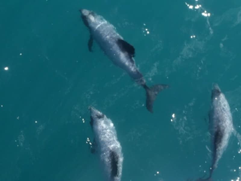 好奇心の強いイルカはボートの近くに寄ってくる