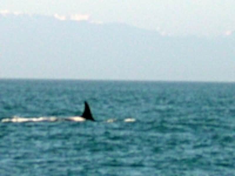 ツアー参加時にガイドが撮った1枚。これでも記録上は見えたということに……