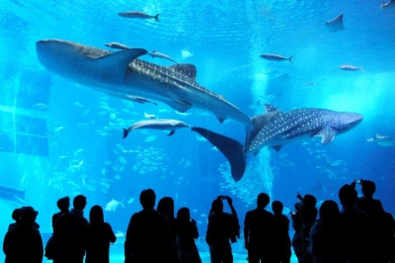 好奇心を刺激するスポットで沖縄旅行を子供と楽しむ!