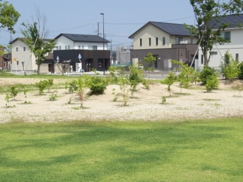 植樹祭で植えた樹木＠小舟木エコ村