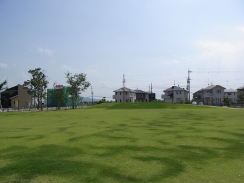 ヒメノシバ＠小舟木エコ村