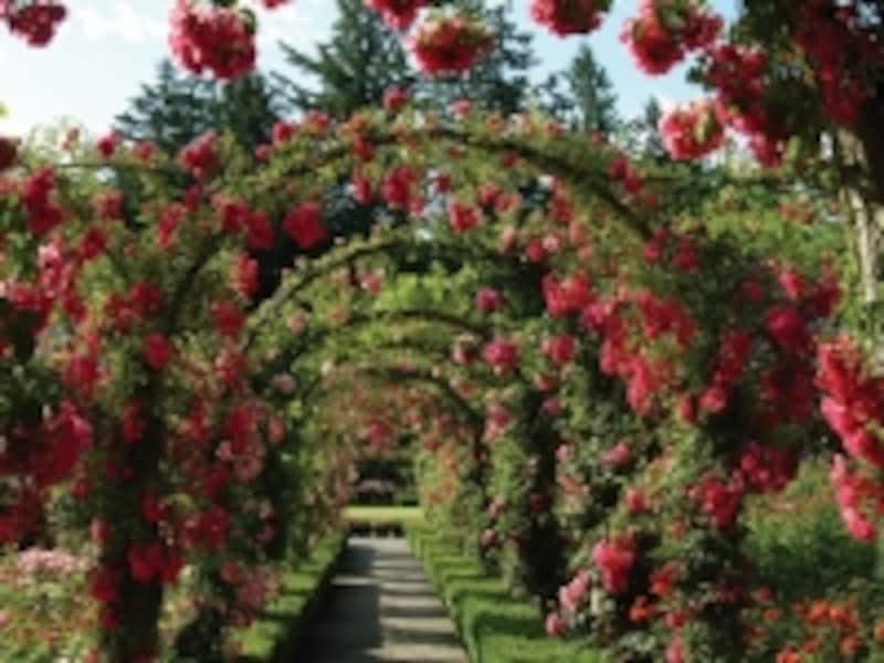 夏の最盛期にはバラの芳醇な香りが周囲を包み込みます (C) Butchart Gradens