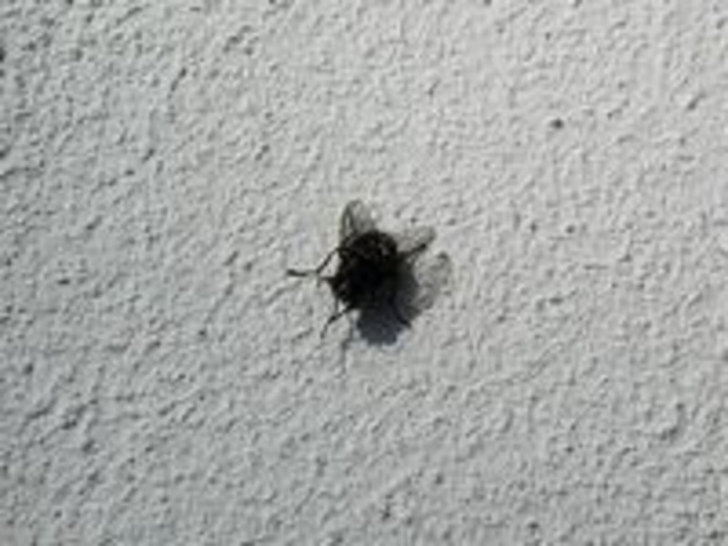 http://public-domain-photos.com/insects/fly-3-1.htm