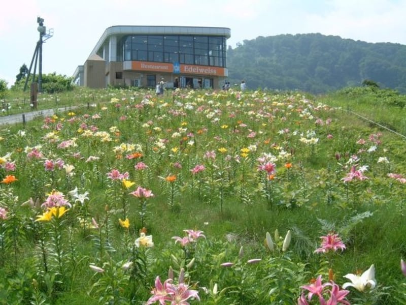 湯沢高原アルプの里のゆり園(2)