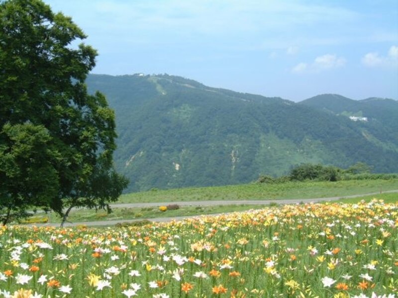 湯沢高原アルプの里のゆり園(3)
