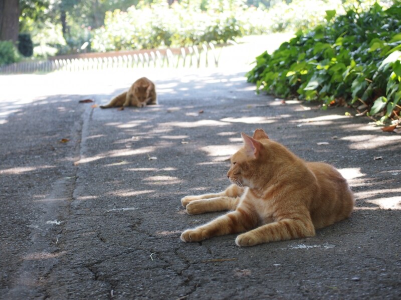 解像感の上昇は猫の毛並みなどでよくわかる（画像クリックで実写画像表示）