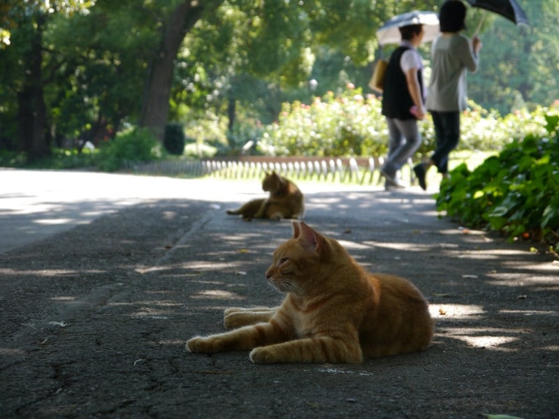 こういった猫の撮影では、フリーアングル液晶ディスプレイは最強のアイテム（画像クリックで実写画像表示）