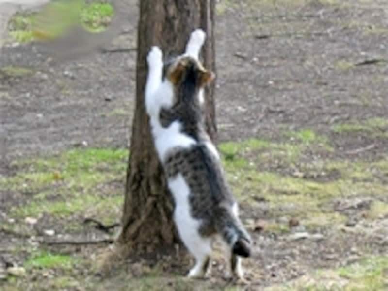 猫の爪研ぎ